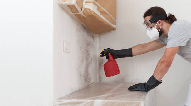 Professional Mold Removal technician working in Neshanic Station, NJ